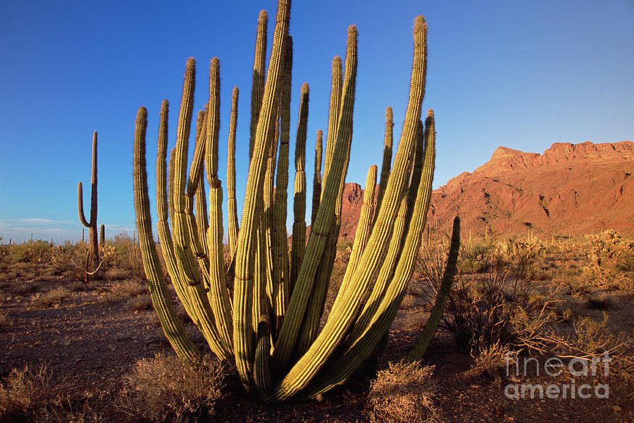 Organ Pipe Cactus Natl Monument Photograph by Yva Momatiuk John Eastcott