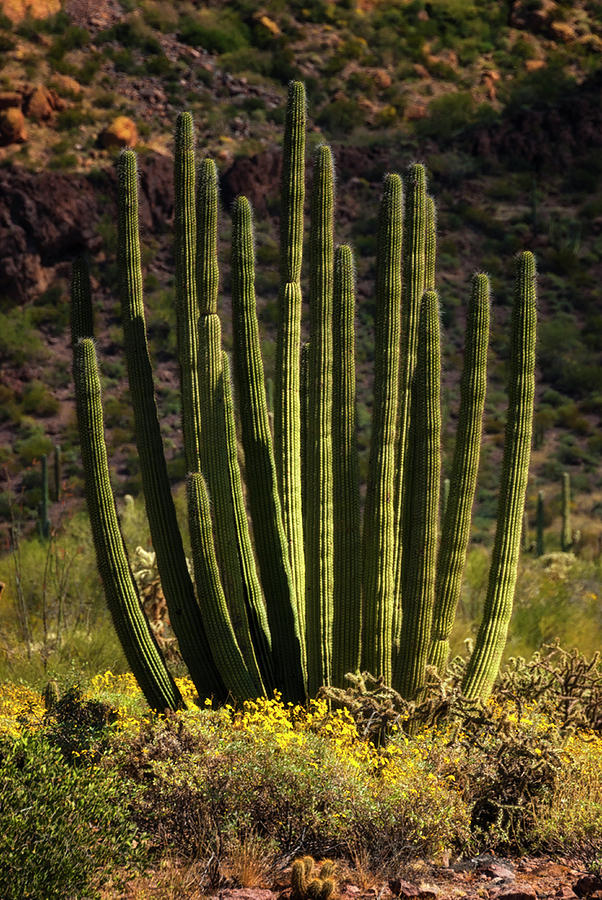 Organ Pipe Cactus  #3 Photograph by Saija Lehtonen