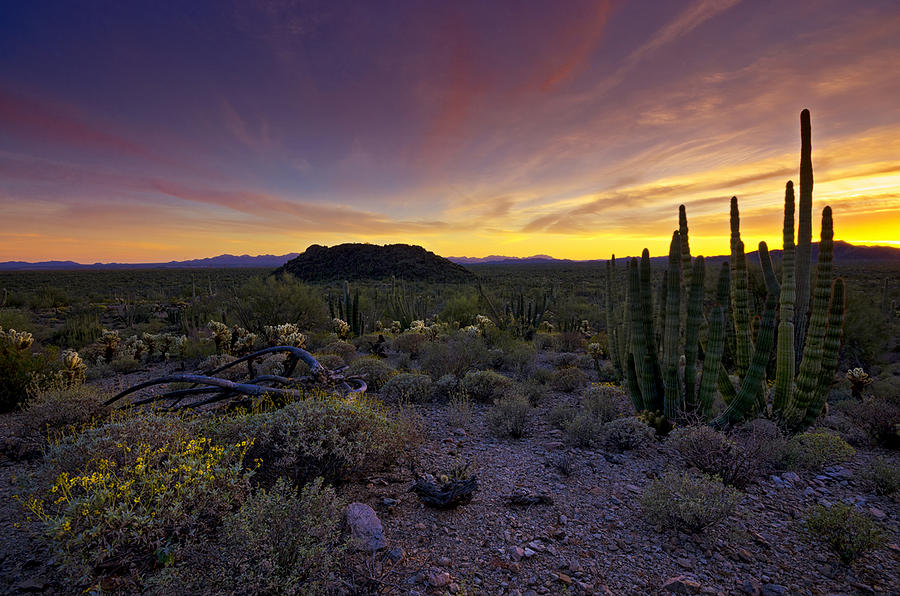 Sunset Photograph - Organ Pipe Cactus Sunset  #2 by Saija Lehtonen