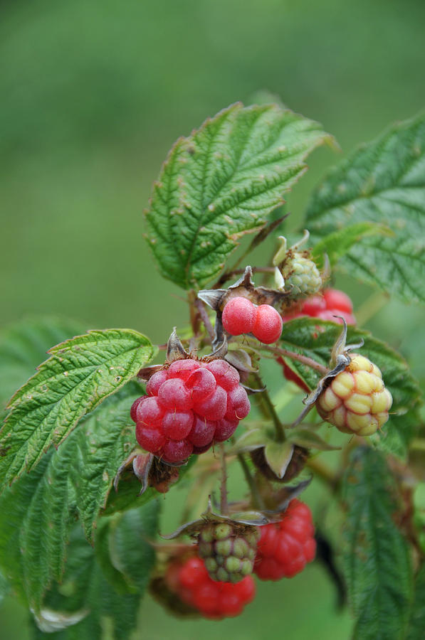 Organic Everbearing Raspberries Photograph by Bonnie Sue Rauch | Fine ...