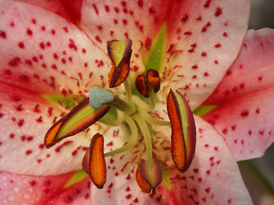Oriental Lily #1 Photograph by Bonnie Sue Rauch