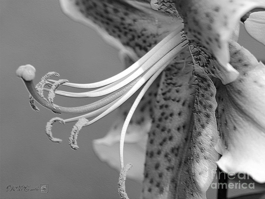 Oriental Lily named Starfighter #5 Photograph by J McCombie