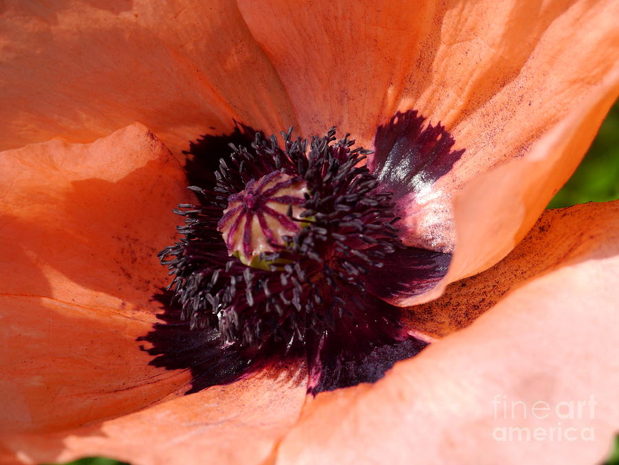 Oriental Poppy Photograph by Christiane Schulze Art And Photography