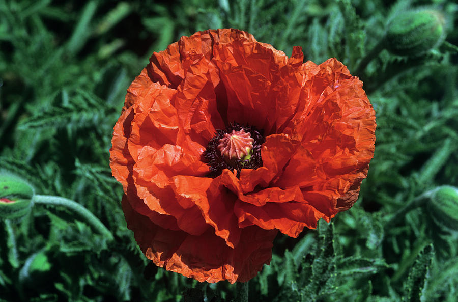 Nature Photograph - Oriental Poppy Flower (papaver Orientale) #1 by Tony Wood/science Photo Library