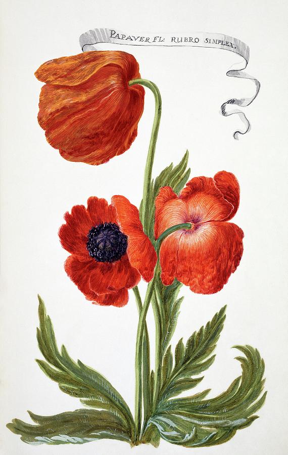 Flower Photograph - Oriental Poppy (papaver Orientale) #1 by Natural History Museum, London/science Photo Library