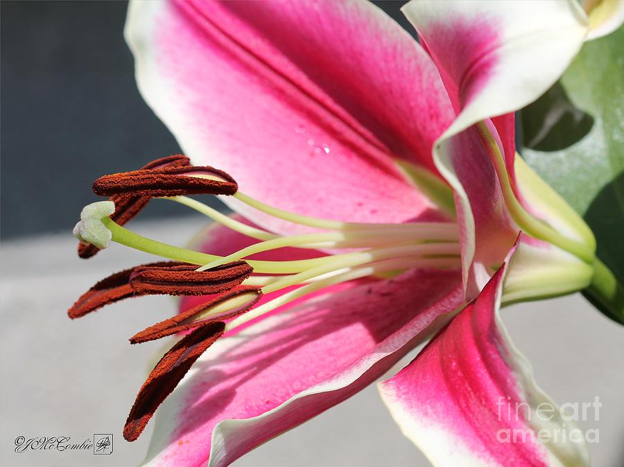 Oriental Trumpet Lily named Lifestyle #1 Photograph by J McCombie