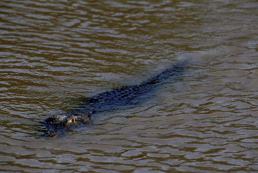 Orinoco River, Crocodile, Venezuela Photograph by Robert Caputo - Fine ...