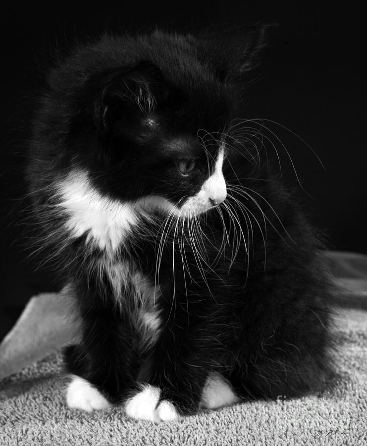 Cat Photograph - Orio Black and White 7 week old Kitten Boy #1 by Iris Richardson