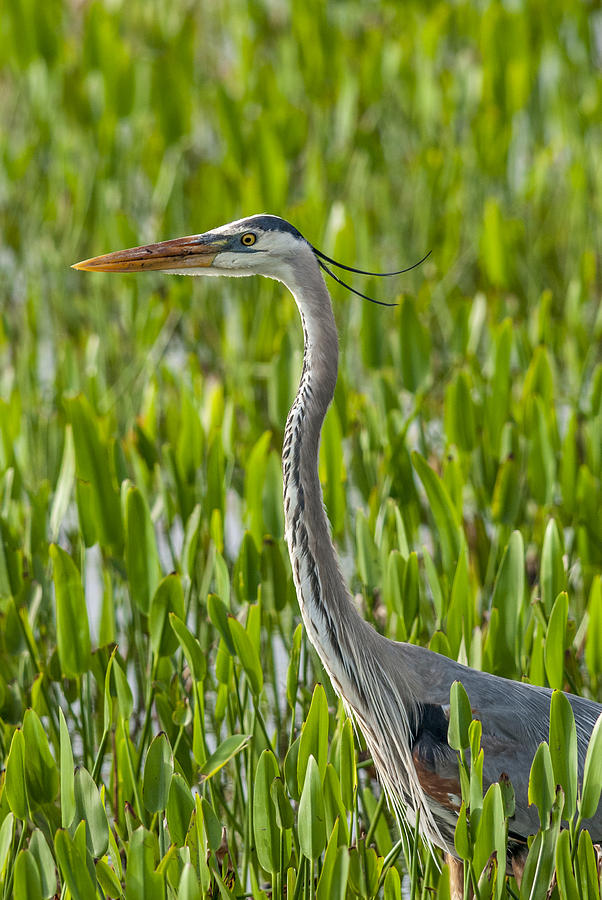 Orlando Wetlands Great Blue Heron Photograph by Art Spearing - Fine Art ...