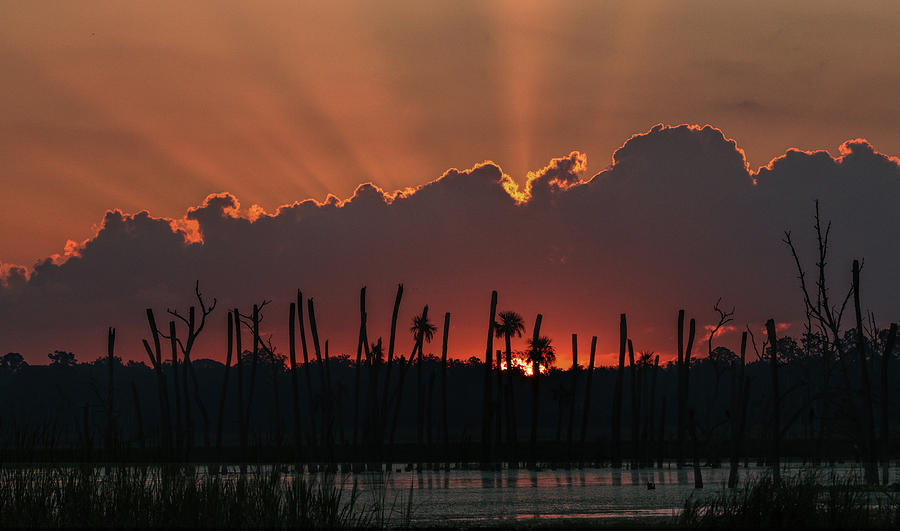Orlando Wetlands Sunrise #2 Photograph by Dorothy Cunningham
