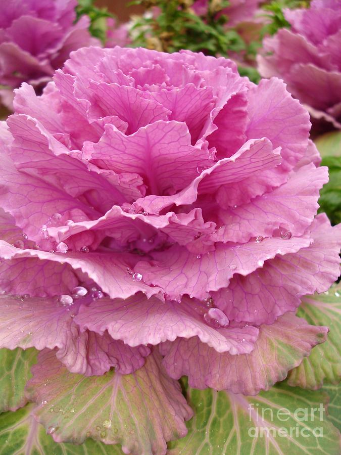 Nature Photograph - Ornamental Cabbage #1 by Carol Groenen
