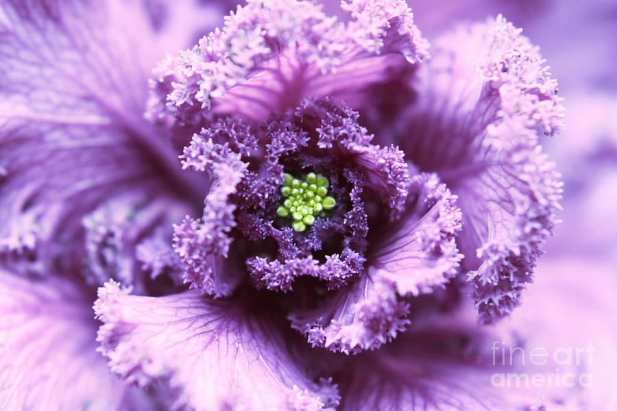 Ornamental Cabbage #1 Photograph by Charline Xia