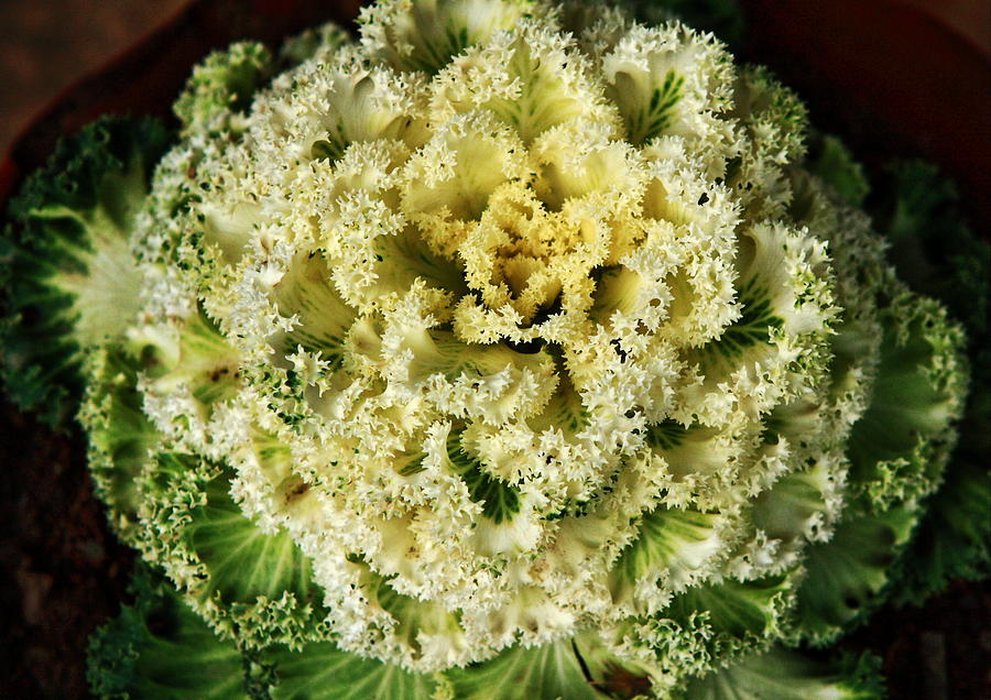 Ornamental Cabbage Plant #2 Photograph by Aidan Moran