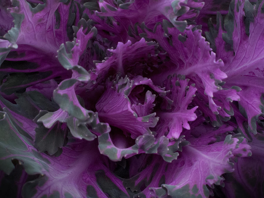 Ornamental Cabbage #1 Photograph by Steve Gravano