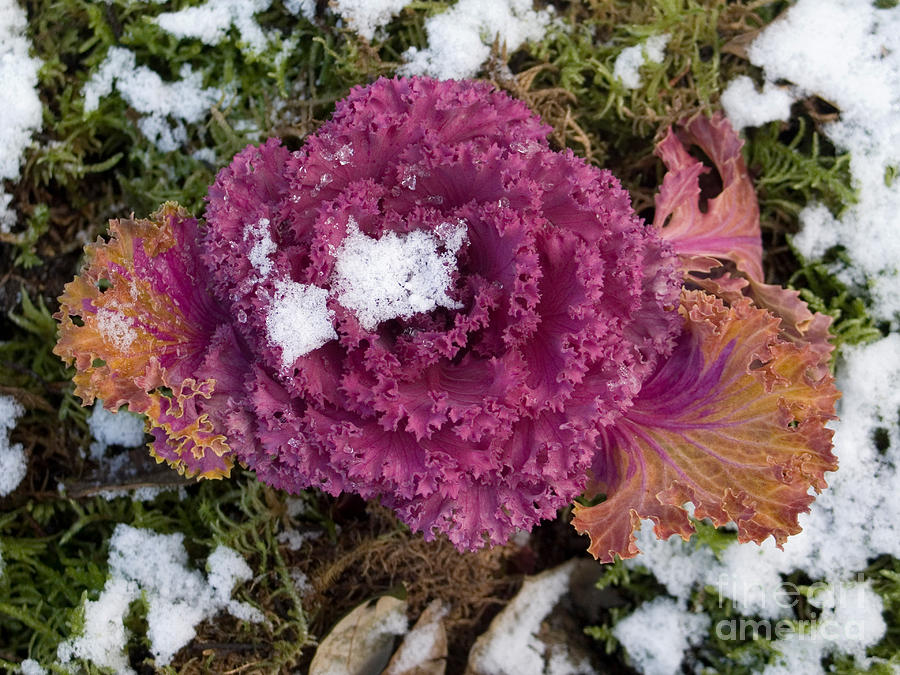 Ornamental Cabbage #1 Photograph by Tim Holt