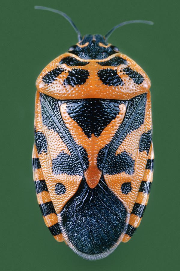 Ornate Shield Bug #1 Photograph by Perennou Nuridsany