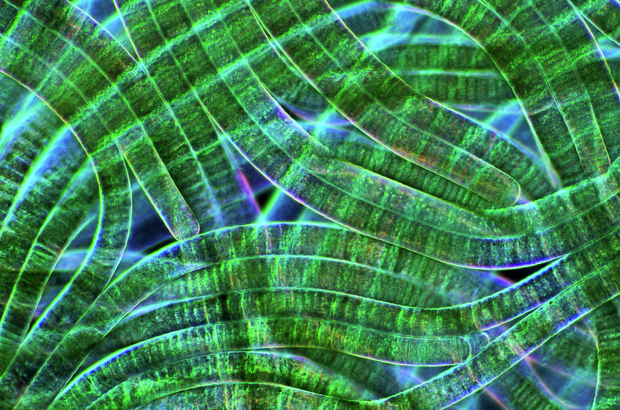 Oscillatoria Cyanobacteria #1 Photograph by Marek Mis