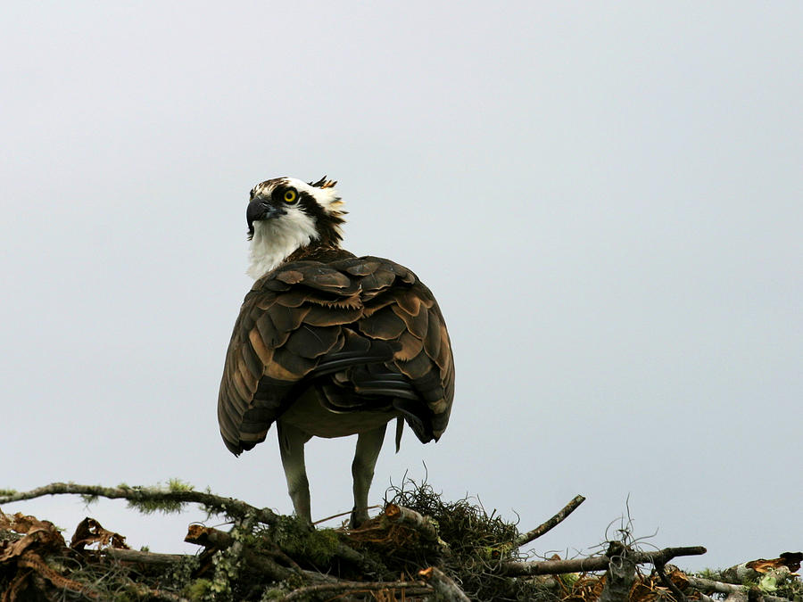Osprey #1 Photograph by Anthony Jones