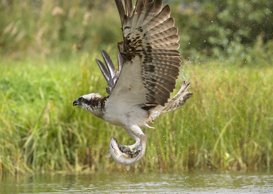 osprey with fish