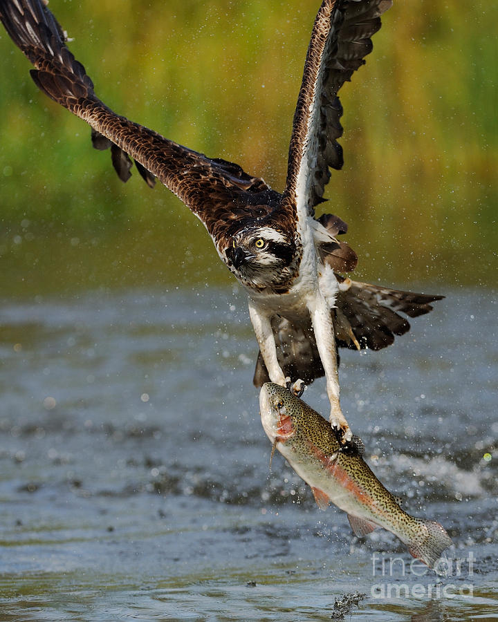Osprey Catching Trout #1 Photograph by Scott Linstead