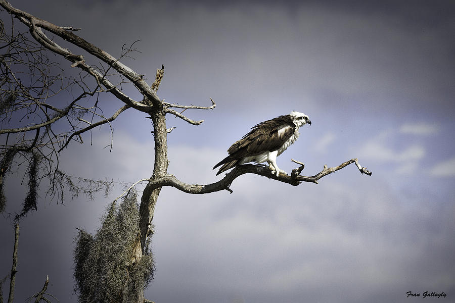 Osprey #1 Photograph by Fran Gallogly