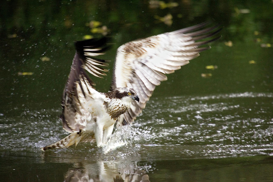 osprey hunting