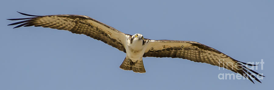 Osprey in Flight #1 Photograph by Dale Powell