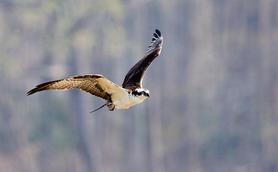 Osprey in flight #1 Photograph by Jack Nevitt