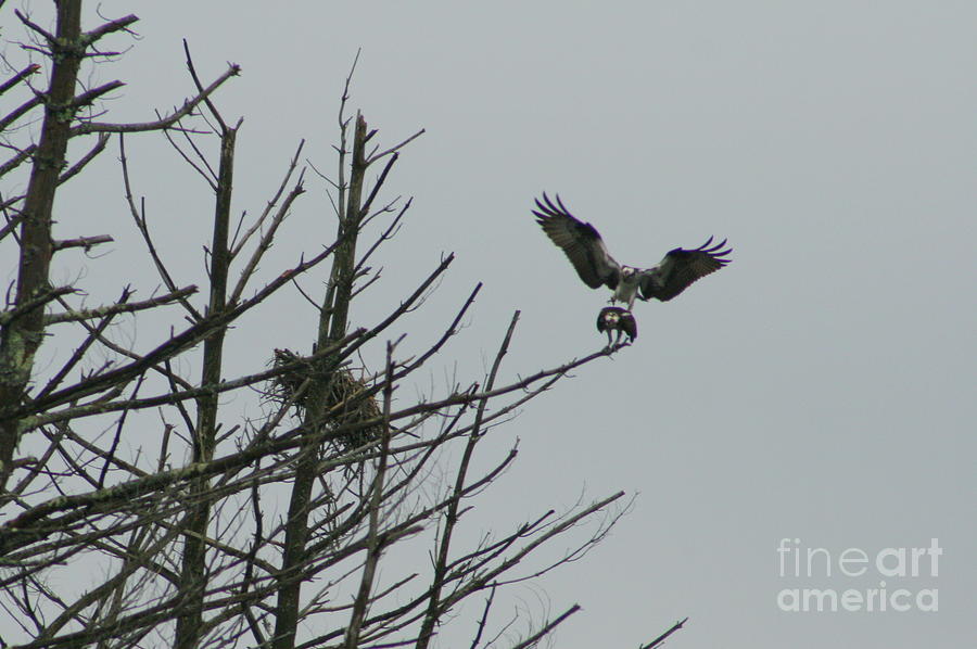 Osprey Love #1 Photograph by Neal Eslinger