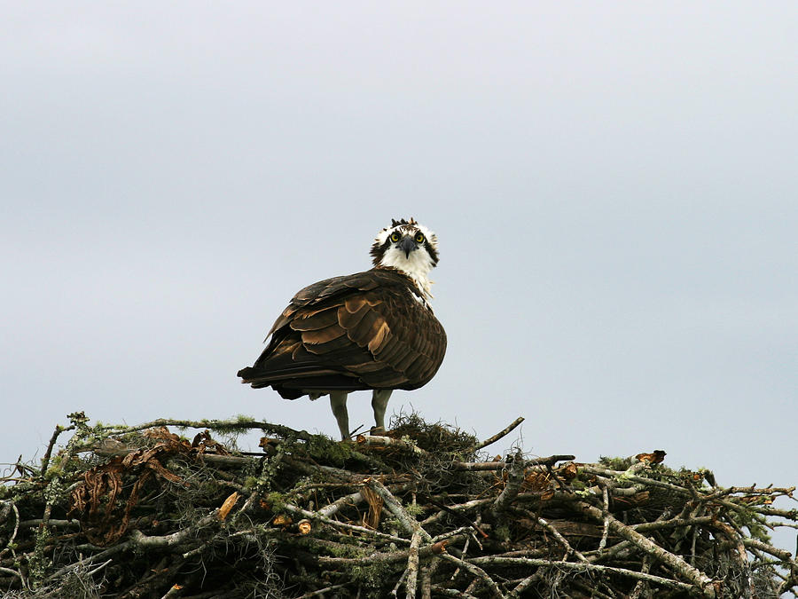 Osprey Nesting #1 Photograph by Anthony Jones
