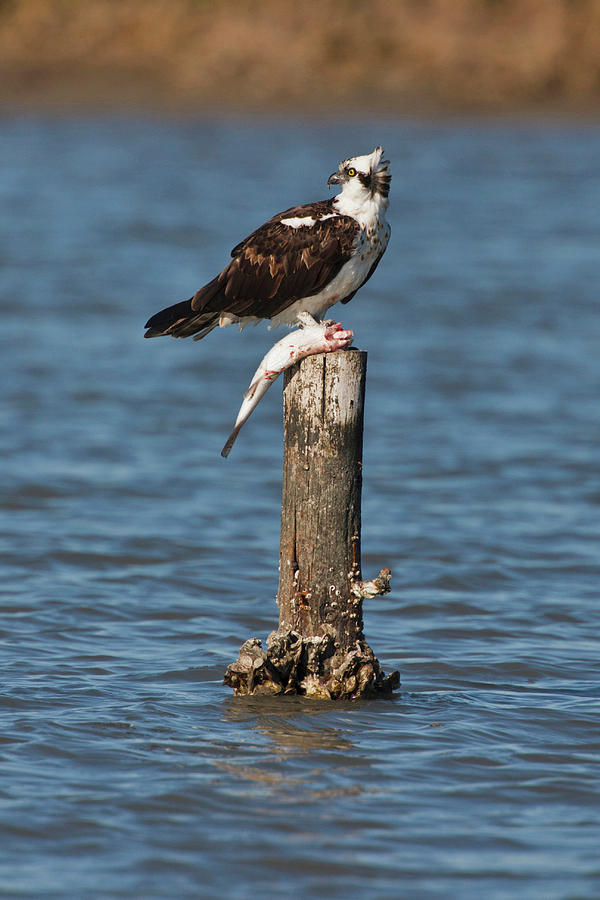 Osprey (pandion Haliaetus Photograph By Larry Ditto - Fine Art America