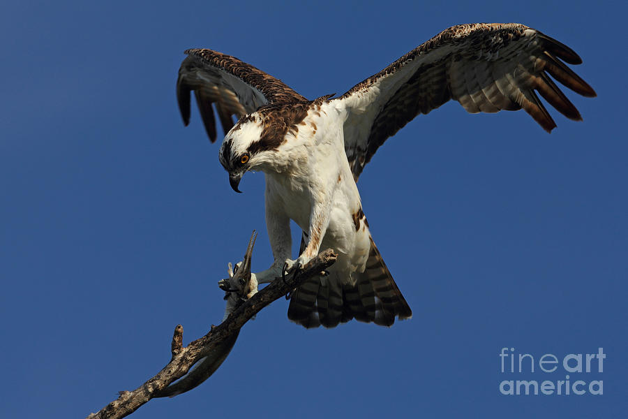 Osprey with a Fish Photo #2 Photograph by Meg Rousher