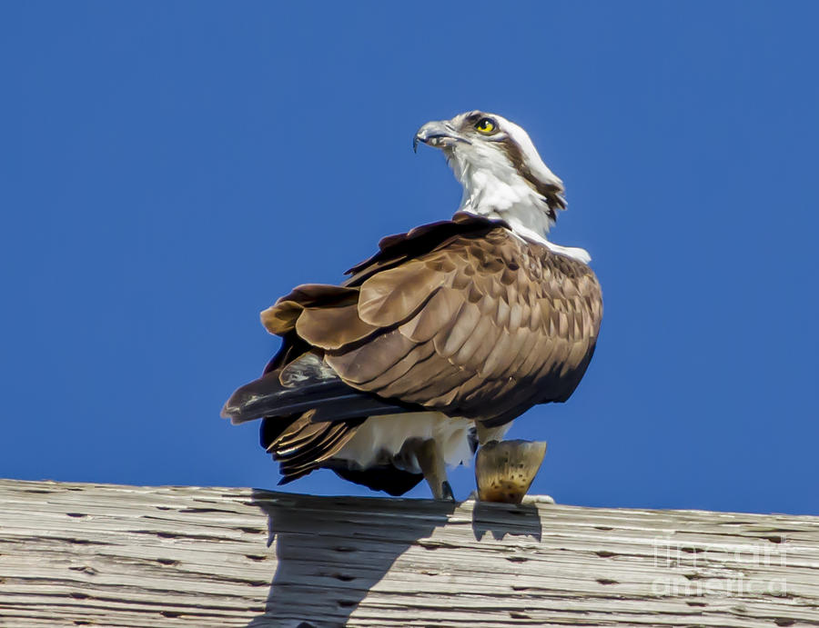 Osprey with Fish in Talons #2 Photograph by Dale Powell