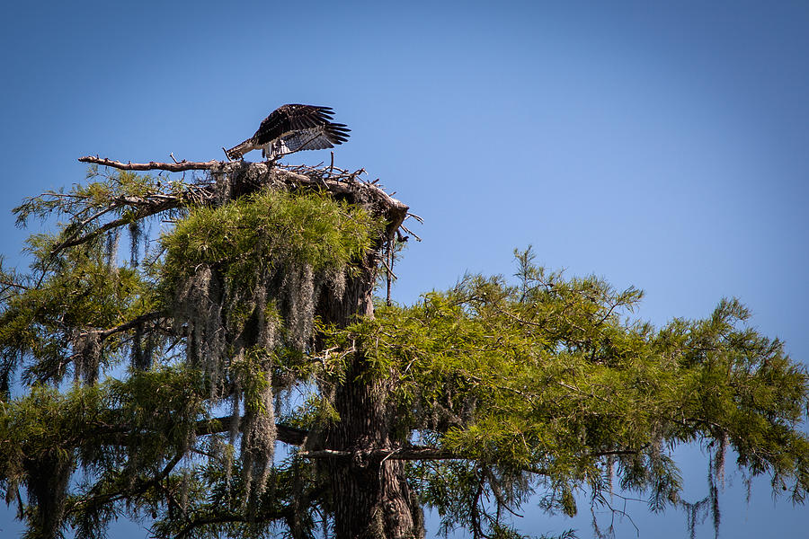 Osprey with Wings Forward #1 Photograph by Gregory Daley  MPSA