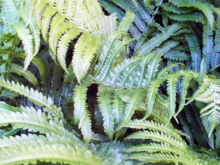 Ostrich Fern #1 Photograph By Gene Cyr - Fine Art America