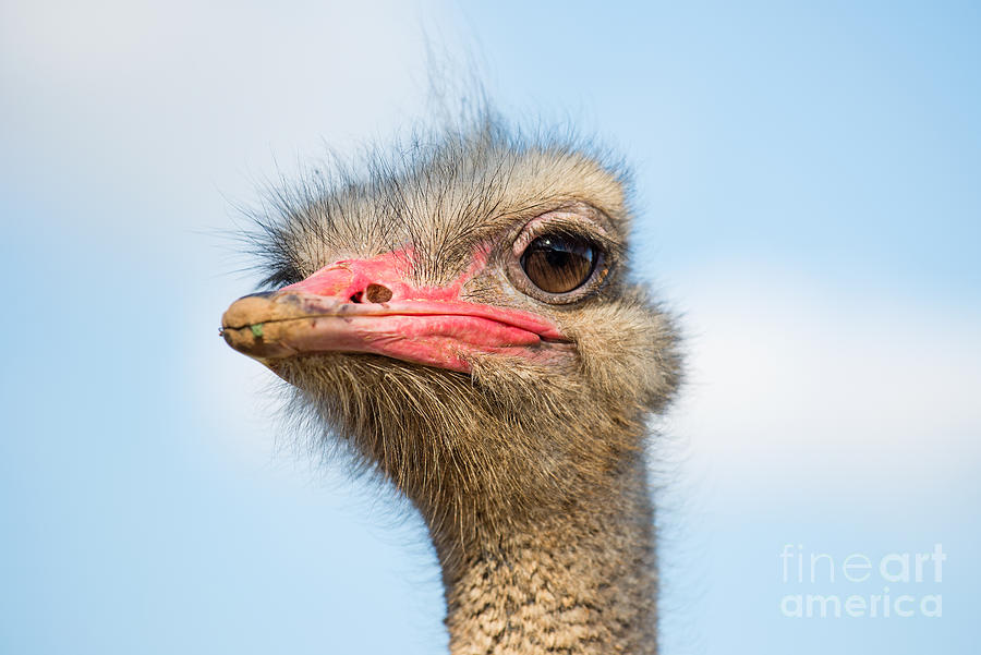 Ostrich #6 Photograph by George Atsametakis