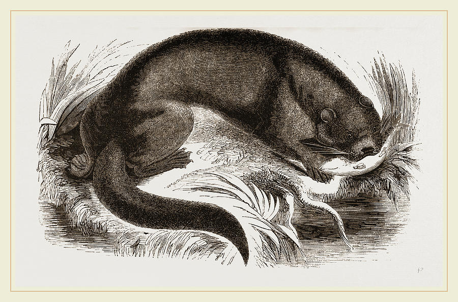 Nature Drawing - Otter #1 by Litz Collection
