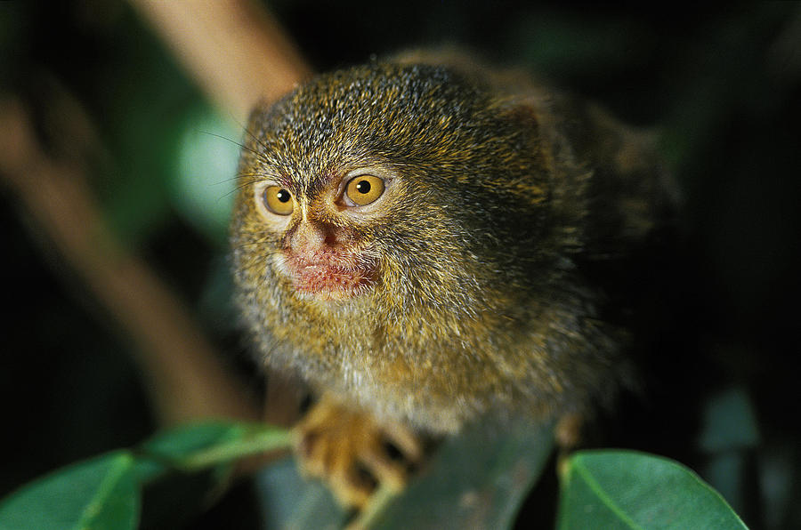 Ouistiti Pygmee Callithrix Pygmaea Photograph by Gerard Lacz