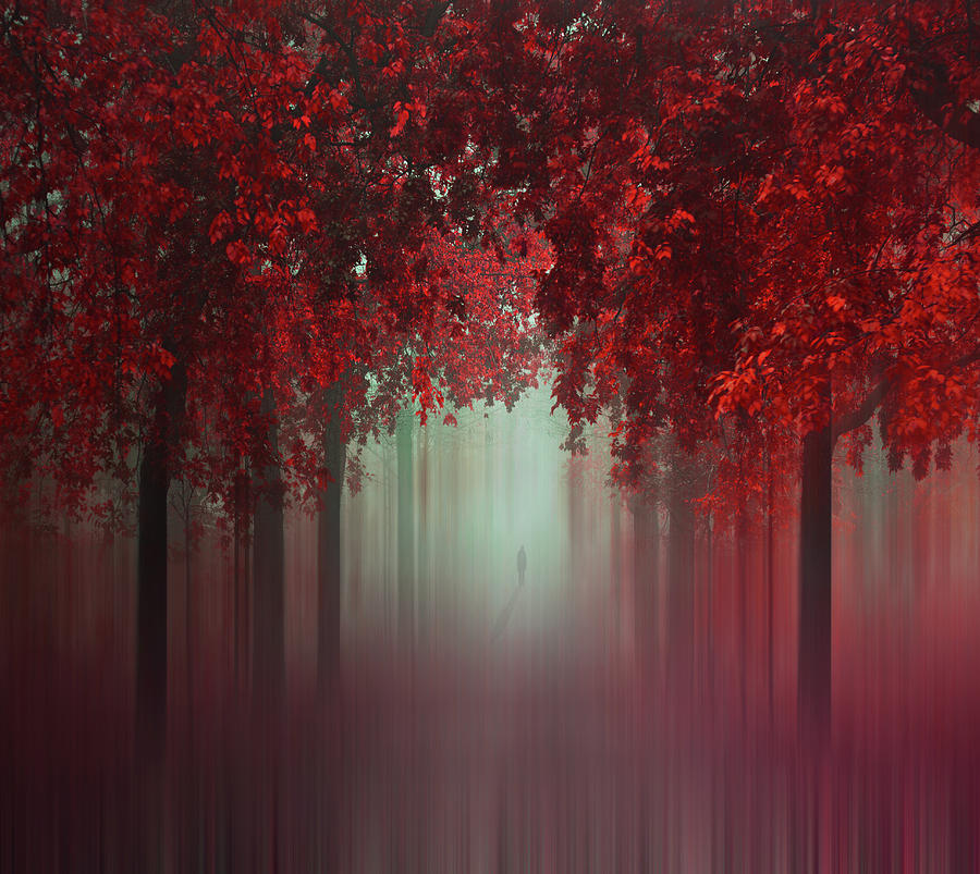 Out Of Love #1 Photograph by Ildiko Neer