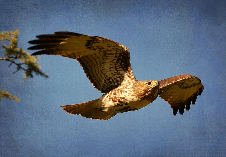 Hawk Photograph - Out Of The Blue #1 by Fraida Gutovich