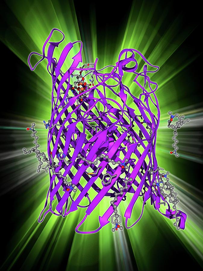 Outer Membrane Receptor Protein Molecule #1 Photograph by Laguna Design
