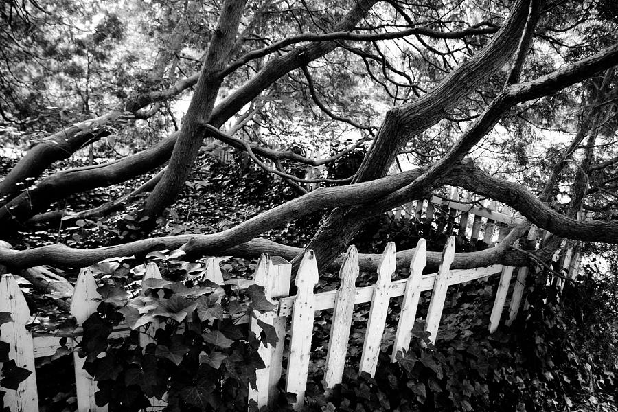 Overflowing A Picket Fence Photograph by Cora Wandel