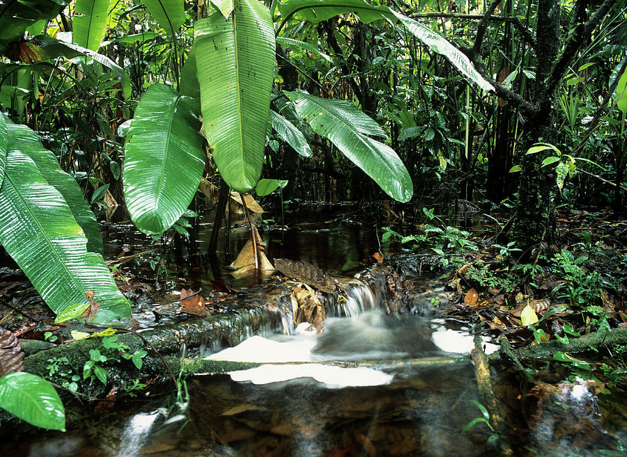 Overflowing Amazonian Stream #1 Photograph by Dr Morley Read/science Photo Library