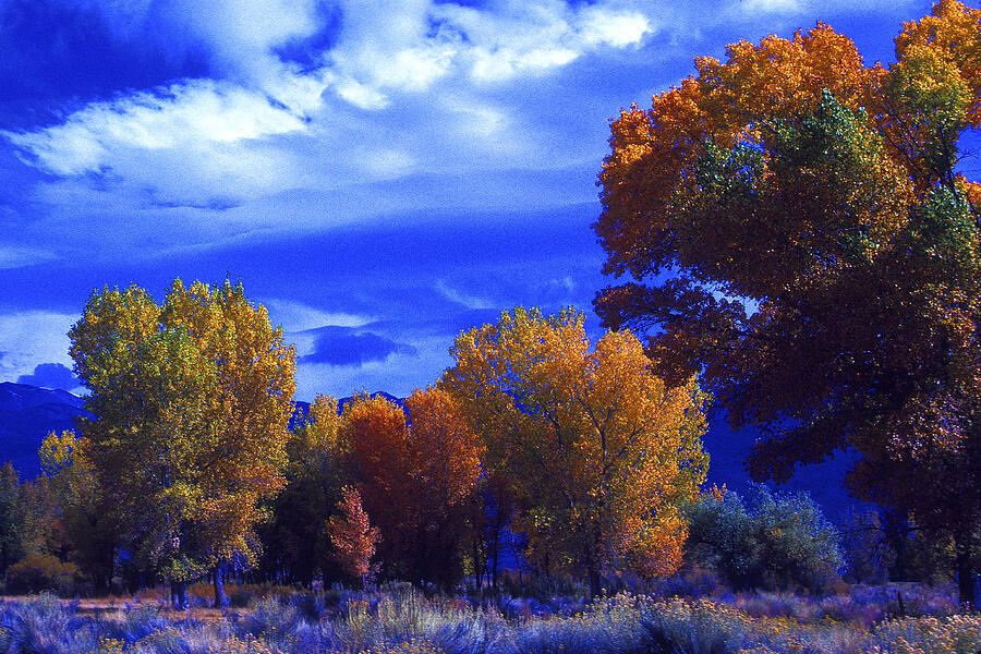 Owens Valley Fall Colors  #1 Photograph by Paul W Faust -  Impressions of Light