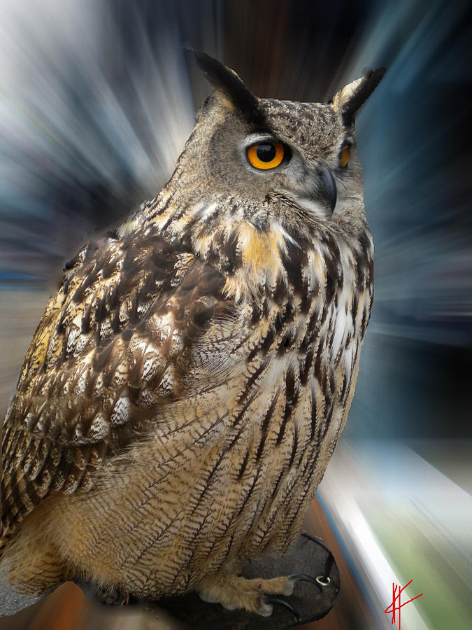 Owl Photograph - Owl Alba Spain  #2 by Colette V Hera Guggenheim