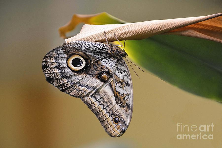 Owl Butterfly #1 Photograph by Cindy Manero