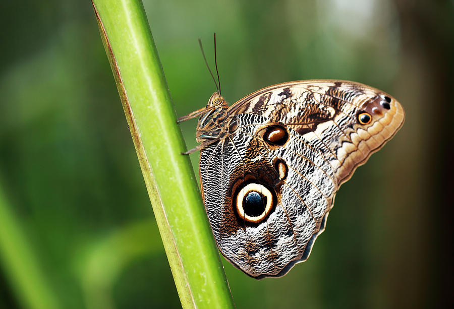 Owl Butterfly #1 Photograph by Grant Glendinning