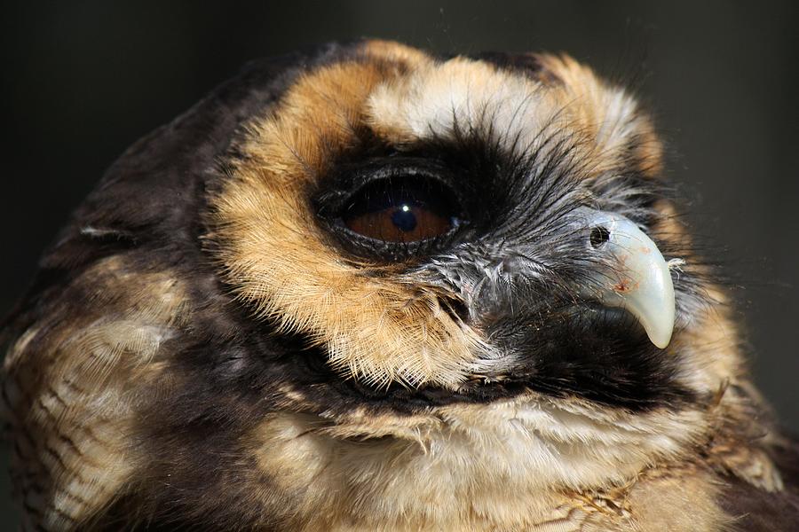 Owl Photograph - Owl #1 by Paulette Thomas