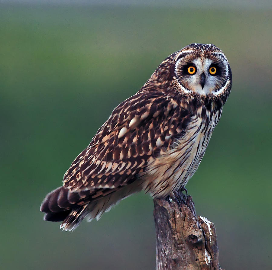 owl Photograph by Ray Morris | Fine Art America