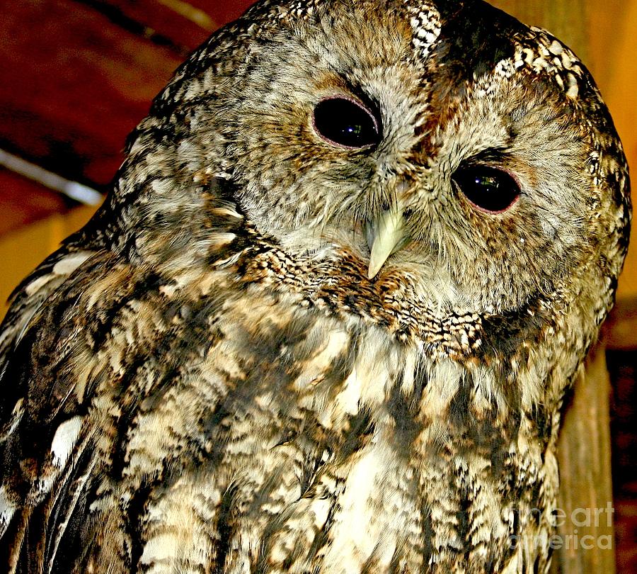 Owl - Strix Aluco Photograph